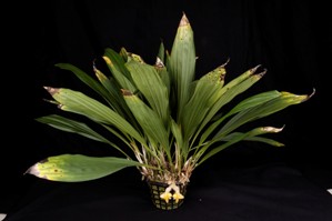 Stanhopea pulla Huntington's Sunrise CHM/AOS 83 pts. Plant